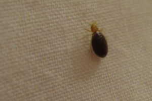How to Avoid Bedbugs When Traveling and What to Do If You Find Them