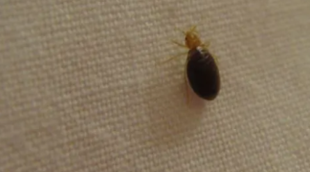 How to Avoid Bedbugs When Traveling and What to Do If You Find Them
