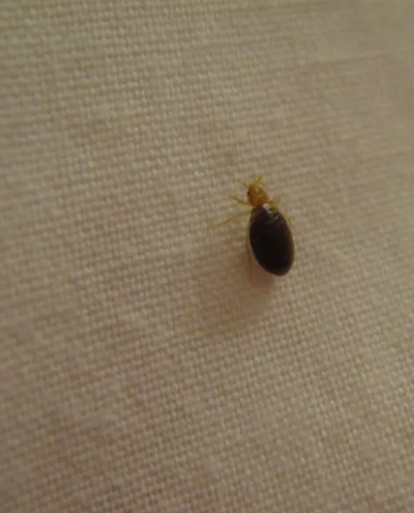 How to Avoid Bedbugs When Traveling and What to Do If You Find Them