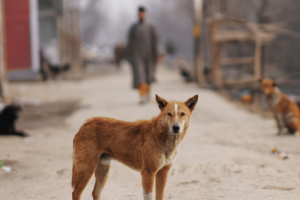 10 Essential Facts About Rabies Every Traveler Should Know