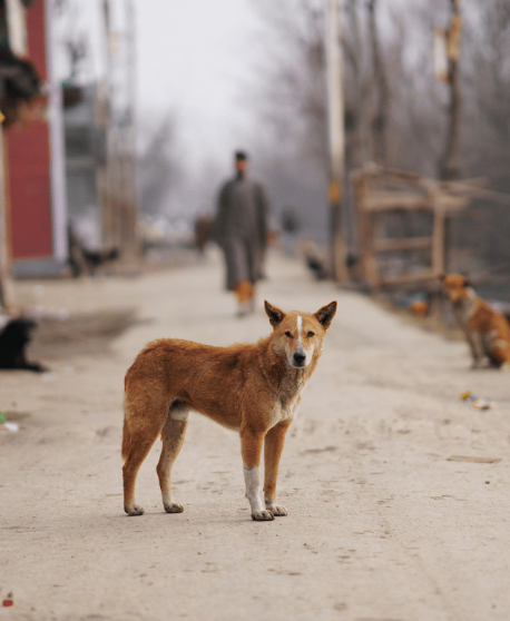 10 Essential Facts About Rabies Every Traveler Should Know
