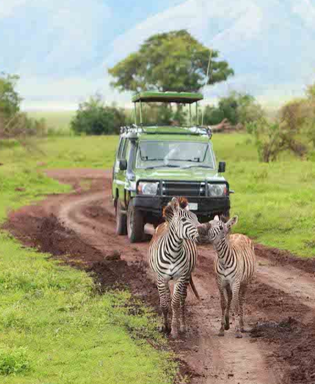 Game Drives vs Walking Safaris: Which Safari Experience Should You Choose?