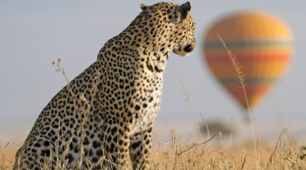 Top 7 African Safari Destinations You Must Explore
