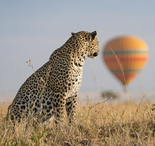 Top 7 African Safari Destinations You Must Explore