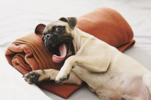 7 Tips for Choosing the Best Pet-Friendly Hotel for Your Next Getaway