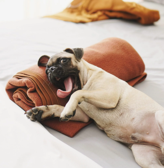 7 Tips for Choosing the Best Pet-Friendly Hotel for Your Next Getaway