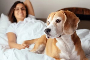 8 Must-Have Features of the Best Pet-Friendly Hotels