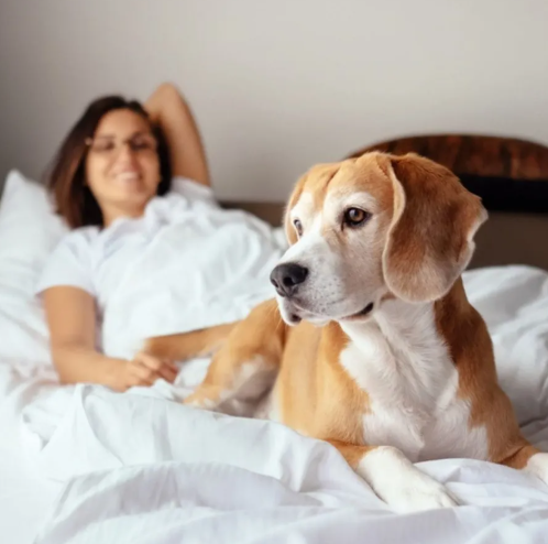 8 Must-Have Features of the Best Pet-Friendly Hotels