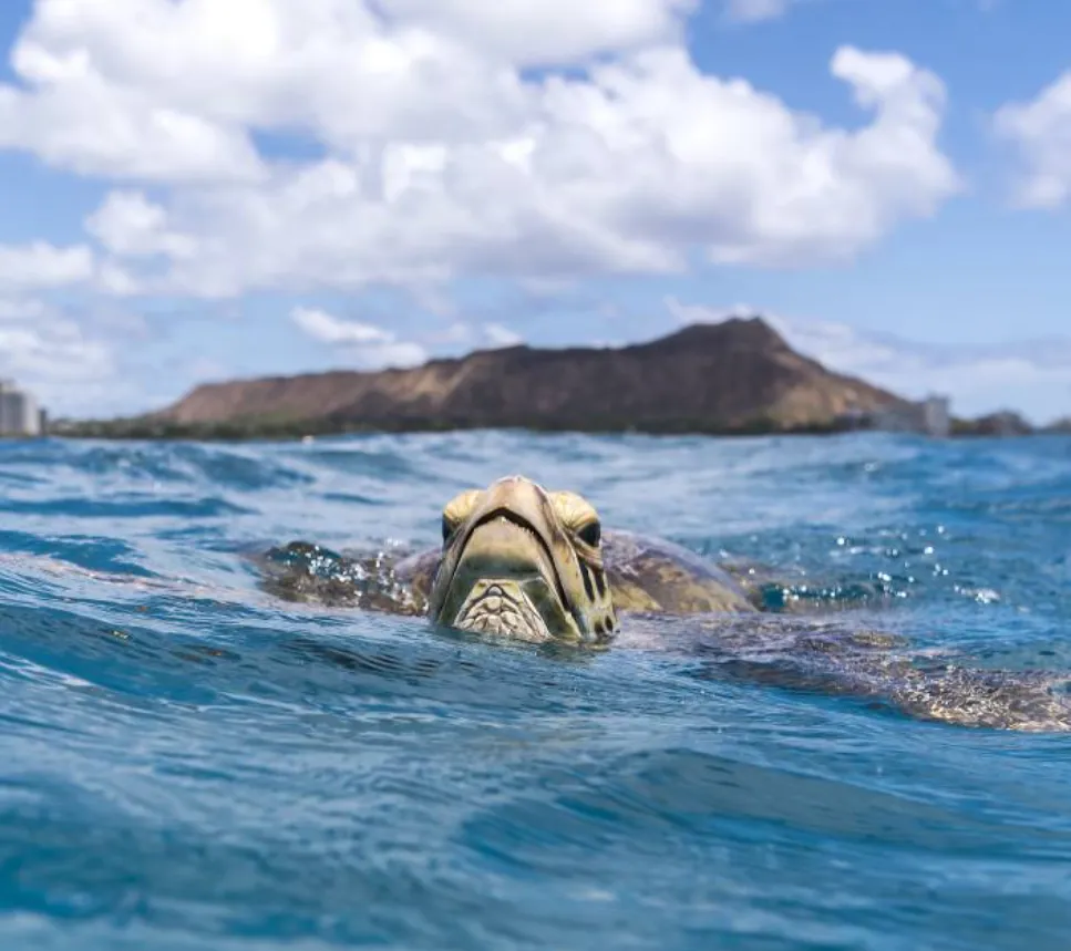 10 Must-Do Activities in Waikiki, Hawaii: Explore Paradise