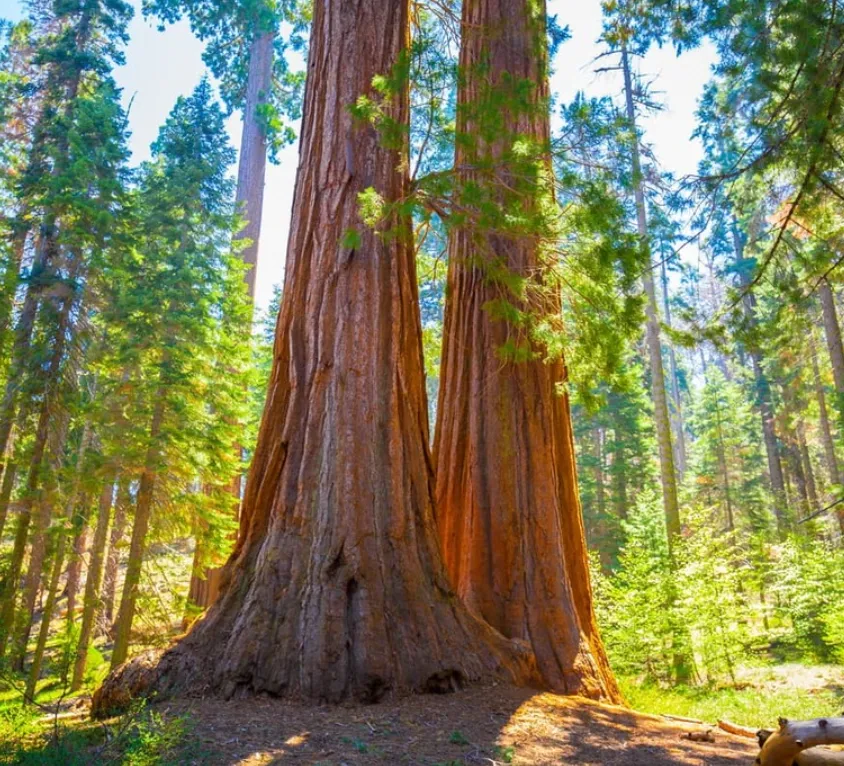 Sequoia National Forest: A First-Time Visitor’s Guide