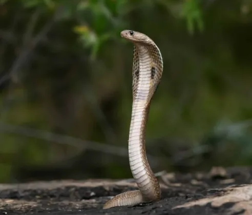 The Ultimate Guide to Snake Safety: How to Handle Dangerous Encounters