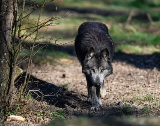 How to Safely Handle a Wolf Encounter in the Wild