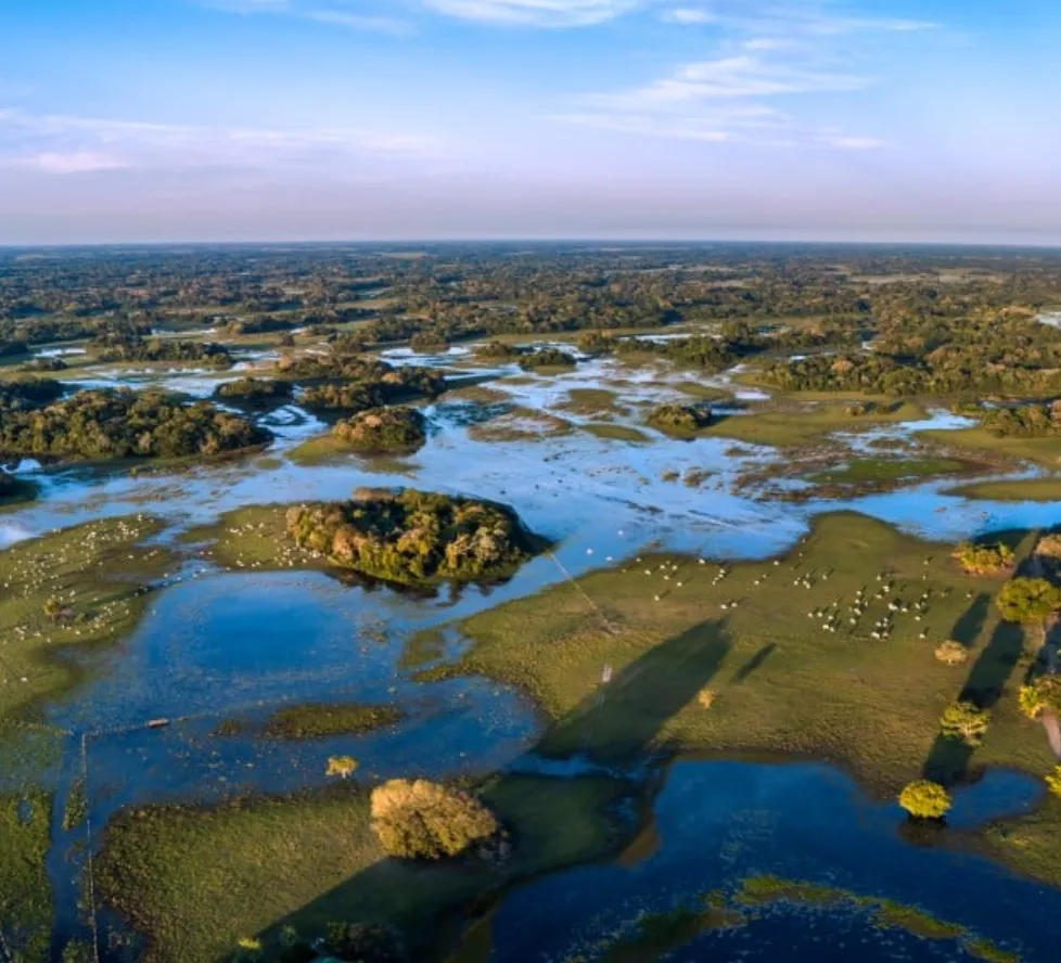Into the Heart of the Pantanal: Brazil’s Untamed Wetlands